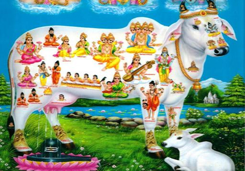 Gau Seva