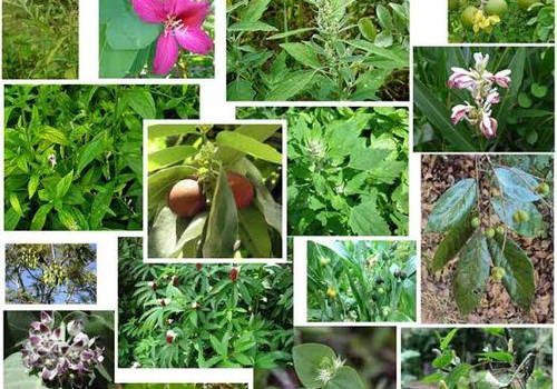 Agriculture & Plantation