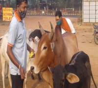 Food Distribution to Street Cows by Amrut Foundation
