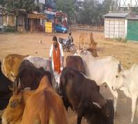 Food Distribution to Street Cows by Amrut Foundation