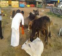 Food Distribution to Street Cows by Amrut Foundation