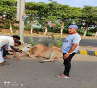 Food Distribution to Street Cows by Amrut Foundation