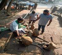 Food Distribution to Street Cows by Amrut Foundation