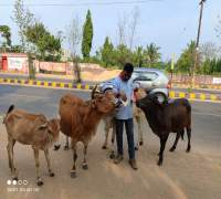 Food Distribution to Street Cows by Amrut Foundation