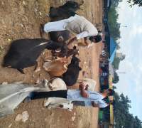 Food Distribution to Street Cows by Amrut Foundation