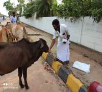 Food Distribution to Street Cows by Amrut Foundation
