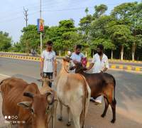 Food Distribution to Street Cows by Amrut Foundation