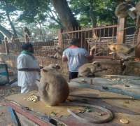 Food Distribution to Street Cows by Amrut Foundation