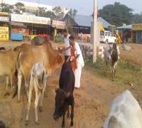 Food Distribution to Street Cows by Amrut Foundation