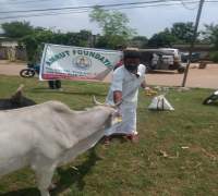 Food Distribution to Street Cows by Amrut Foundation