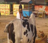 Food Distribution to Street Cows by Amrut Foundation