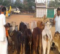 Food Distribution to Street Cows by Amrut Foundation