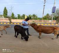 Food Distribution to Street Cows by Amrut Foundation