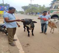 Amrut Foundations Various Activities