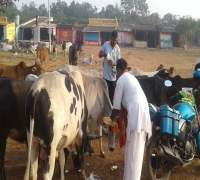 Food Distribution to Street Cows by Amrut Foundation