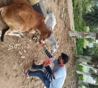 Food Distribution to Street Cows by Amrut Foundation