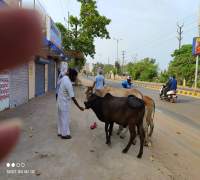 Food Distribution to Street Cows by Amrut Foundation